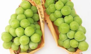 如何防治阳光玫瑰葡萄成熟后掉粒 阳光玫瑰葡萄降价